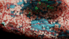Image: Andreas Müller, Deborah Schmidt, Martin Weigert. Blender rendering of organelles within a single beta cell
